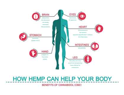 How Does CBD Work In The Body